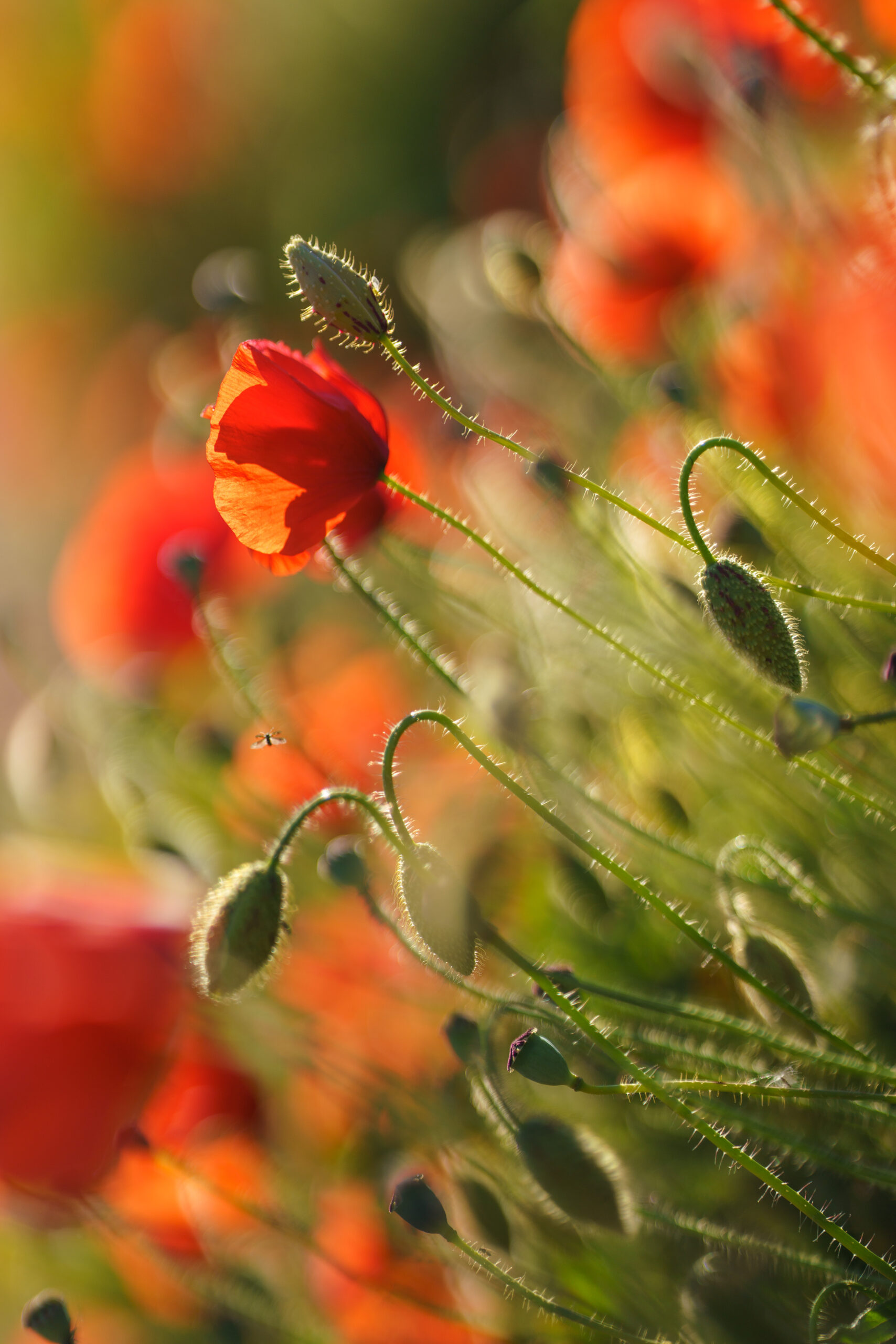 poppy's justout ostuni in spring