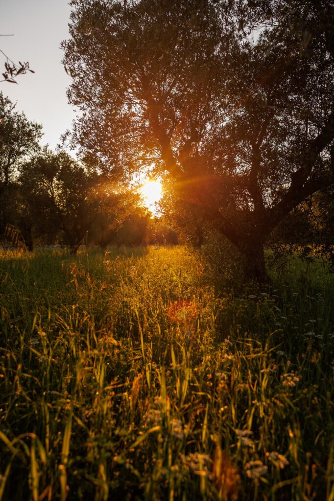 olive groves at sunset in puglia
